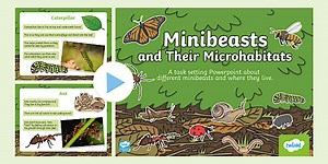 Minibeasts PowerPoint