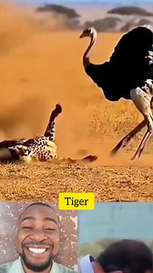 Tiger needs help. #pets #everyone | Stanley Ekemini