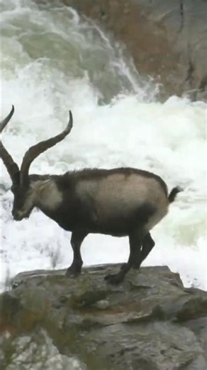 Close Range Alpine Ibex Hunt | Fast & Precise Shot!"#IbexHunting#AlpineIbex#USUSAOutDoor#hunt