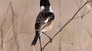 Male of Common stonechat (Saxicola rubicola) in Donana National Park