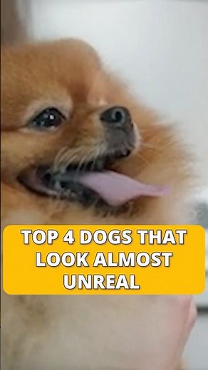 Top 4 Dogs That Look Almost Unreal