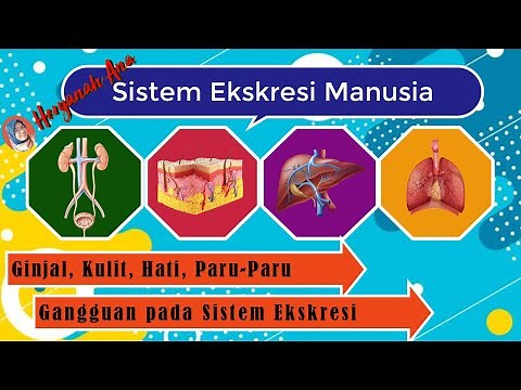 Sistem Ekskresi Manusia Kelas 8 SMP