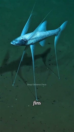 The Fish That Stands Instead of Swimming! 😱 | Tripod Fish Explained #shorts #facts #nature #youtube
