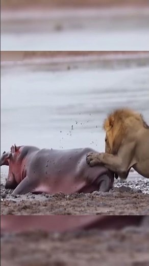 Male Lion Launches Bold Attack On Huge Hippo