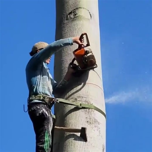 217K views · 289 reactions | A brave man with his best climbing and cutting a tall tree (2) | Sticky DreadlocKs Baguio City | Facebook
