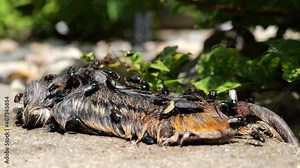 Flies and insects crawl on and into the rotting carcass of a dead chipmunk and nearby green plant. Animal death in nature. Subtle zoom in and shallow depth of field focus.