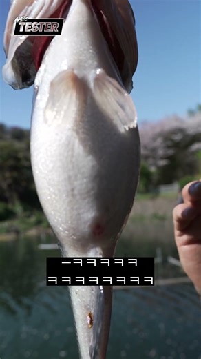 A plump bass at the bass fishing spot🎣