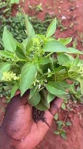 A natural recipe for unblocking, purification, removing curses, etc. +229 90475869