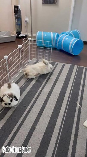 My Bunny Slept Like This For A Whole Minute!