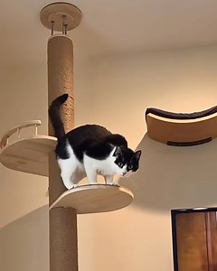 72K views · 3.2K reactions | This cat mom turned her house into a feline paradise for her rescue cat ❤️ We interviewed agnesthetuxedo for this exclusive video produced by cats.com | Cats.com | Facebook