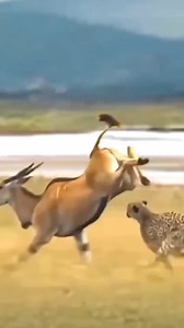 2M views · 13K reactions | Hartebeest Vs. Cheetah, who’s faster? #Hartebeest #cheetah #runner #fastest #wildlife #animals #nature #naturelovers | Wild Wonders | Facebook