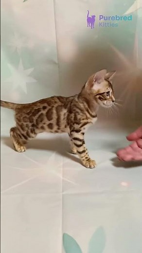 Meet Dennis: Bold Brown Spotted Bengal Kitten 🐾 Adopt the Leader! #BengalKitten
