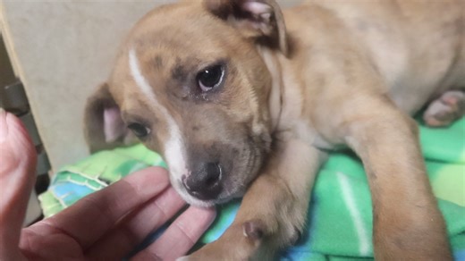 Pebbles is a very sweet Australian cattle dog mix puppy. She is about 8 weeks old. Go with everyone a total delight. If you have the time it takes to train a puppy she might be the one for you. up for adoption at the TLC animal shelter 13016 W 151st st in Homer Glen IL 60491 | Tender Loving Care Animal Shelter