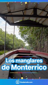 ¡Una joya en las costas de nuestro hermoso país! 😍 Hoy te compartimos información y algunos datos de los bellos manglares de Monterrico. 🌿🐸 ¿Has tenido la oportunidad de ir? 💦 #QuéChilero | Guatemala.com