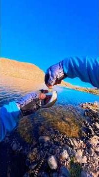 Baby rainbow trout at canyon lake Az.