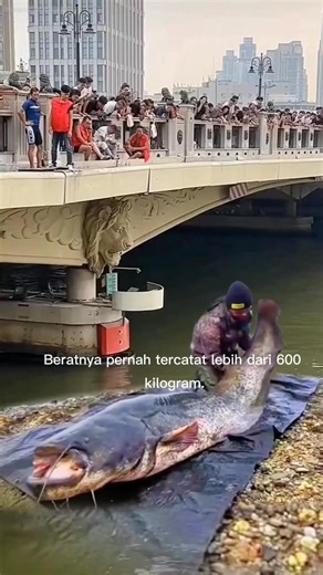 IKAN RAKSASA AIR TAWAR ASIA, TERANCAM PUNAH 😱 #ikanraksasa #giantfish #monsterlaut #shorts