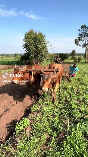 May God Bless the work of Our Hands🙏🏿 #babushkakenya #disabilityawareness #trendingnow #goviral