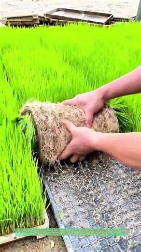 Semis en motte : le retrait des jeunes plants destinés à la rizière