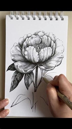 High Detail Peony in Pen & Ink | Full Tutorial on My Channel