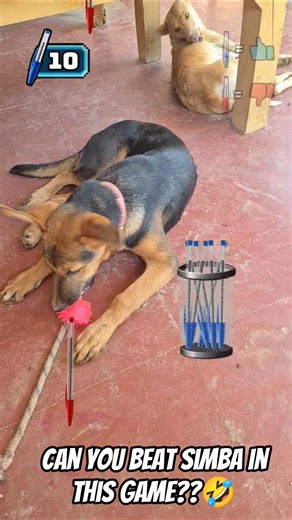 Can you beat simba🤣?? #viralvideo #funny #comedy #trendingshorts #youtubeshorts #pengame #simba #pet