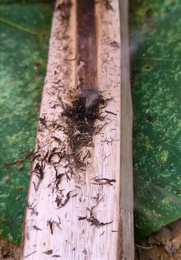 TikTok · Survival jungler 님