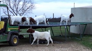 6 Goats Jumping on a Trampoline