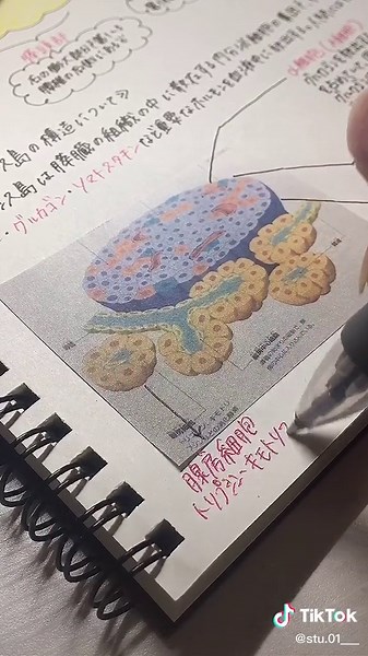 膵臓についてお勉強しました🤍⌇#膵臓 #看護学生 #勉強 #勉強垢