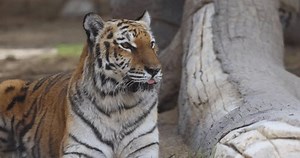 Tiger Captivity Emirates Park Zoo Abu Stock Footage Video (100% Royalty-free) 3636456963 | Shutterstock