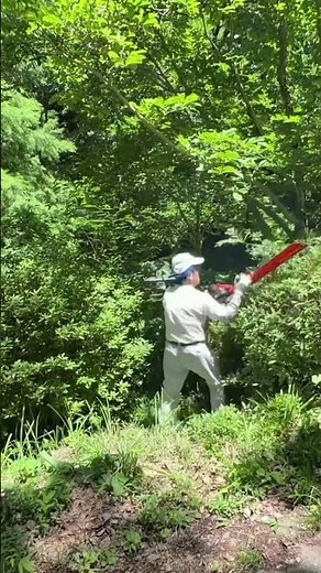 【渾身の剪定‼️】2年間伸び伸びのツツジ剪定😵ヘェジトリマーを思いっきり振り回してスッキリに😻 #剪定 #ボランティア活動