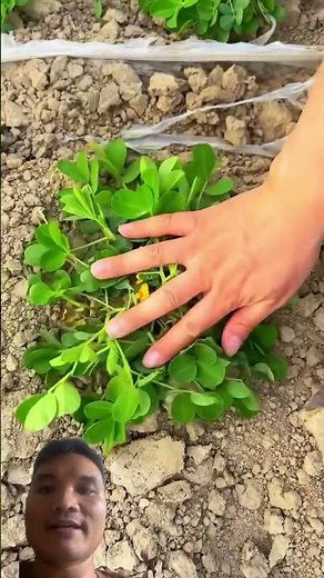 Trồng Lạc Siêu Nhiều Củ #farming