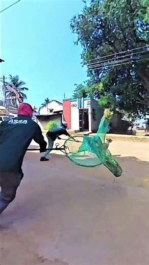 Yuichiro Double Dog Catch #yuichiro​ #dog​ #dogwithpublicsafety​ #ytviral​ #pets​ #dogshorts​ #short