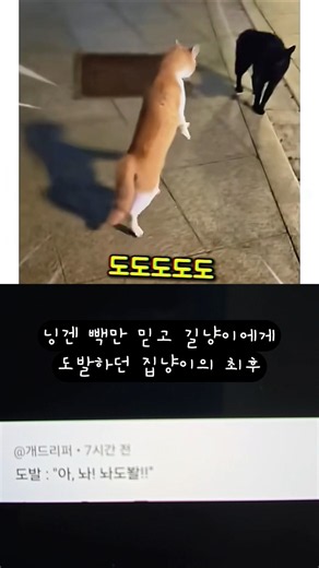 닝겐 빽만 믿고 길냥이에게 도발했던 집냥이의 최후 #SHORTS