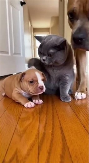 😂🐱 Cat Pretends to Be Nice After Getting Caught