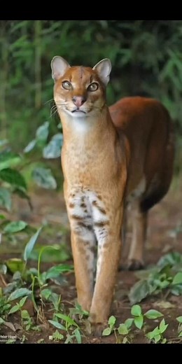 Most Rare African Golden Cat spotted at savannah .#Wildlife #WildAnimals #WildNature #WildlifePhotography #Wild #NatureWild #WildlifeConservation #WildlifePlanet #WildPlanet #WildlifeLovers #WildlifeEnthusiasts #WildlifeExplorers | Dr. Henry Nicholas