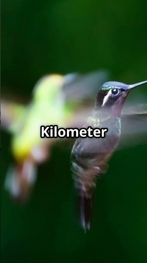 Entdecke die faszinierende Welt der Kolibris! 🌸