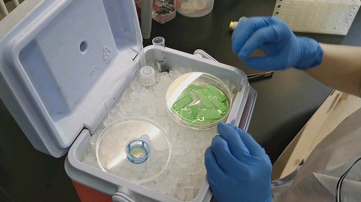 release maize protoplast. 放出原生质体