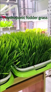 Premium Feed for Livestock(cattle, horses, sheep, chickens, etc.): Soil-Free Fodder Factory #Shorts