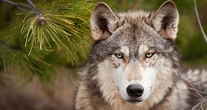 Yellowstone Wolf Tours - Winter Wolf Tours in Yellowstone National Park | BrushBuck Wildlife Tours