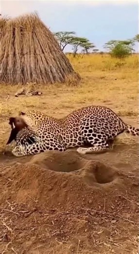 💥🐆Leopard's Perfect Ambush! Footage of Porcupine Hunting Prey Emerging from a Hole #shorts#Predator