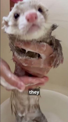 The Secret Life of Ferrets #facts #animalfacts #animals #wildlife #ferret #shorts