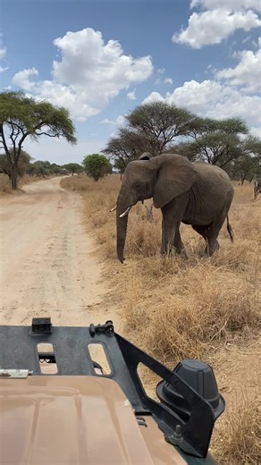 Exploring the Wonders of Tanzania Safari