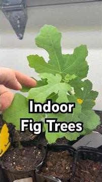 Can we grow figs year round? #indoorplants #garden #figs