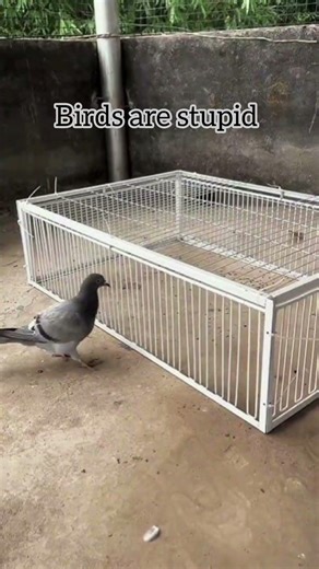 Animals are the BEST ✨ #animals #animallove #trending #core #famous