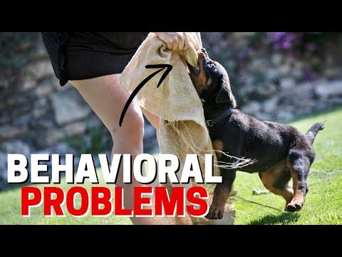7 Common Behavioral Problems in Rottweilers *WITH SOLUTION*