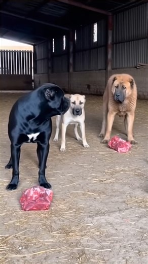 Trepidation Film on Instagram: "Black Sarabi vs Kangal: Who Eats First? 🥩 It’s feeding time in the barn, but the hierarchy must be respected. A rare Black Sarabi (Persian Mastiff) asserts its dominance over a massive Kangal to guard the raw meat. Watch the intense display of food aggression and see who the real alpha is. 🎬 For more videos, visit my YouTube channel. Link in bio. #dogfight #sarabi #kangal #caucasianshepherd #akbash #mastiff #wildlife #natureismetal #animalattack #shockingmoment 