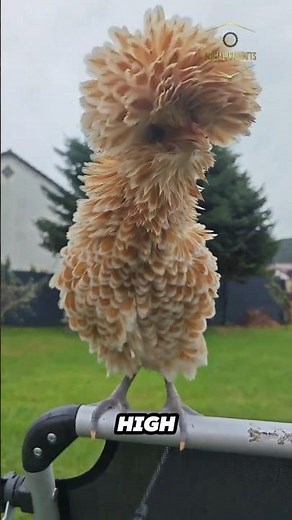 Polish Chicken | The Chicken With a Pom Pom Head!