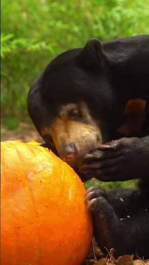 Sun bear vs Pumpkin! 🎃 #sunbear #halloween #pumpkin #october #hertfordshirezoo