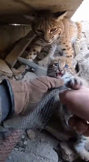 Hands Peeling Netting in a Tight Rocky Corner
