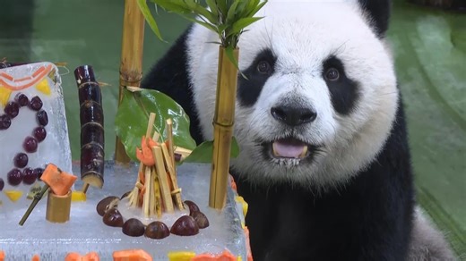 Yuanzai, first panda to be born in Taiwan, celebrates 12th birthday at Taipei Zoo