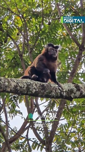 Macaco-prego é flagrado em bosque de São Carlos